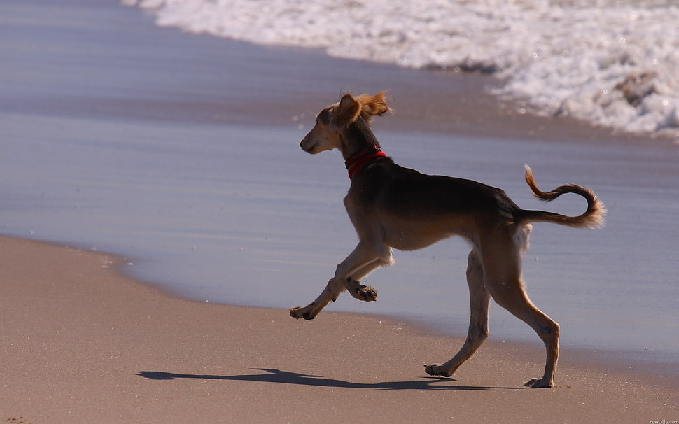 brown and black short coated dog on top of sand near water waves HD wallpaper